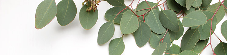 Tecnologías de conservación de frutos rojos basadas en residuos de Eucalyptus Globulus
